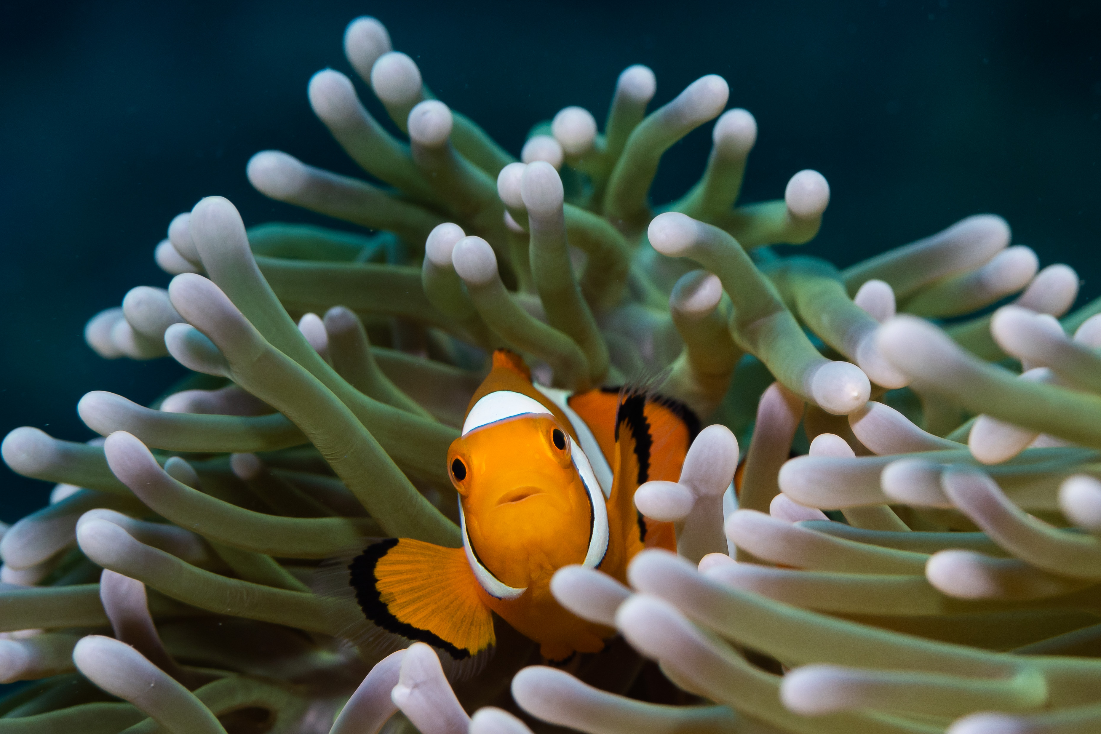 Tropical Destination